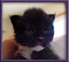 Black and White Female Maine Coon